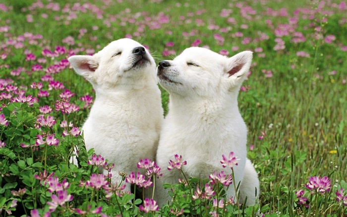Два белых щенков, цветы, трава обои,s изображение