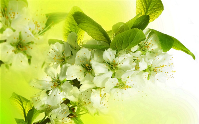 Белые цветы яблони, цветение, ветки, весна обои,s изображение