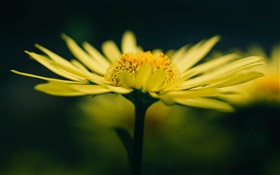 Желтый цветок и лепестки HD обои