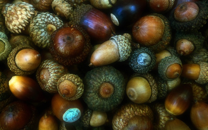 Осень, желуди, орехи, фрукты обои,s изображение