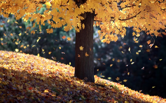 Осень, одно дерево, желтые листья обои,s изображение