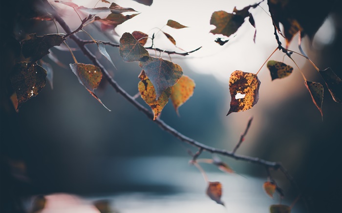 Осень, веточки, желтые листья, размыто фон обои,s изображение
