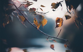 Осень, веточки, желтые листья, размыто фон