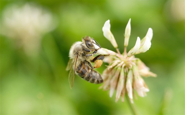 Пчела, цветок, боке обои,s изображение