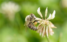 Пчела, цветок, боке HD обои