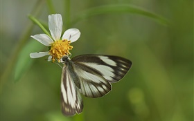 Черная бабочка и белый цветок HD обои