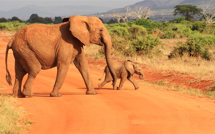 Слоны в саванне обои,s изображение