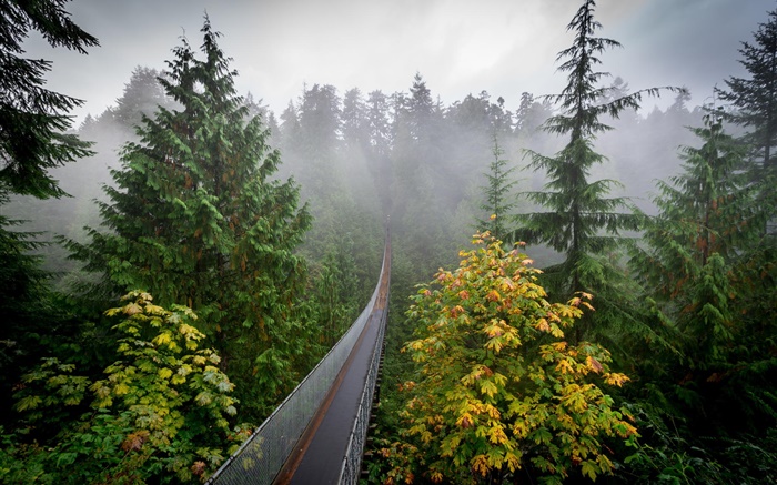 Лес утро, деревья, туман, подвесной мост обои,s изображение