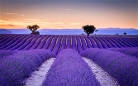 Франция, Прованс, лавандовые поля, деревья, фиолетовый стиль