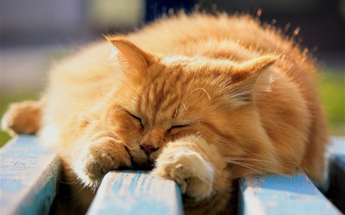 Пушистый кот во сне обои,s изображение