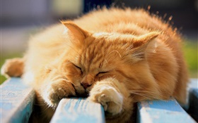 Пушистый кот во сне HD обои