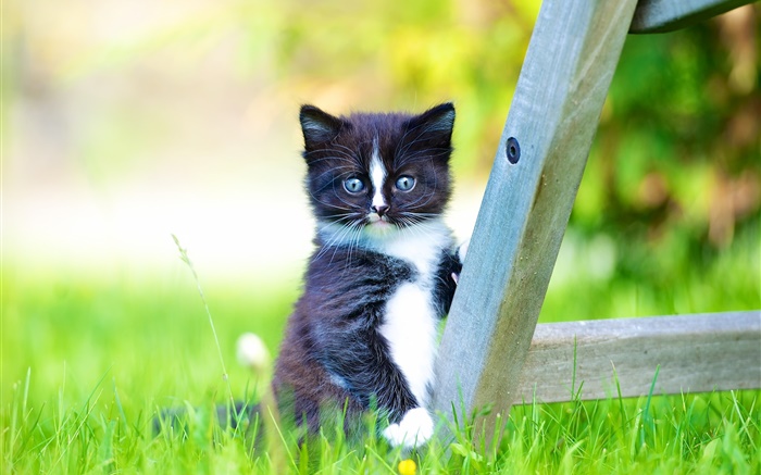 Пушистый домашнее животное, черный котенок в газон обои,s изображение