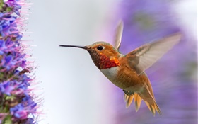 Hummingbird летать, крылья HD обои