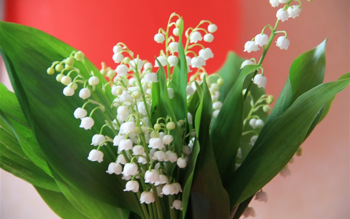 Ландыш, белые цветы, зеленые листья обои,s изображение