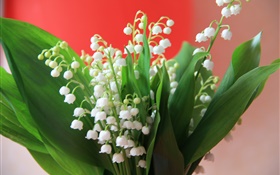 Ландыш, белые цветы, зеленые листья HD обои