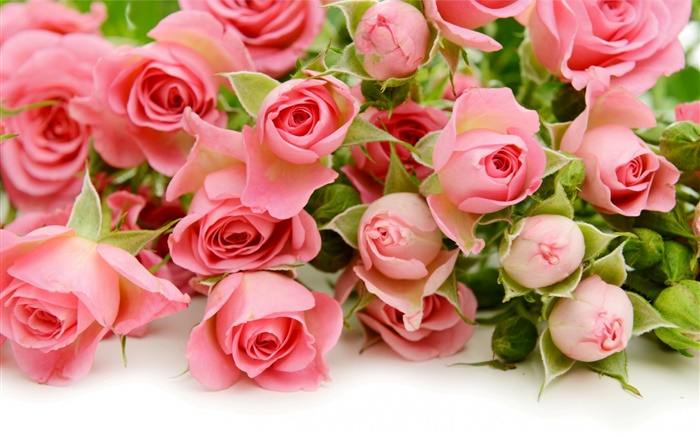 Многие розовые розы цветы обои,s изображение