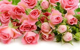 Многие розовые розы цветы