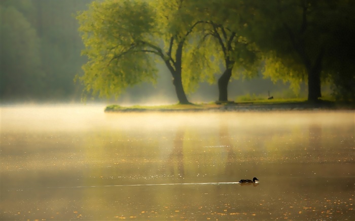 Утро, туман, деревья, река, утка обои,s изображение