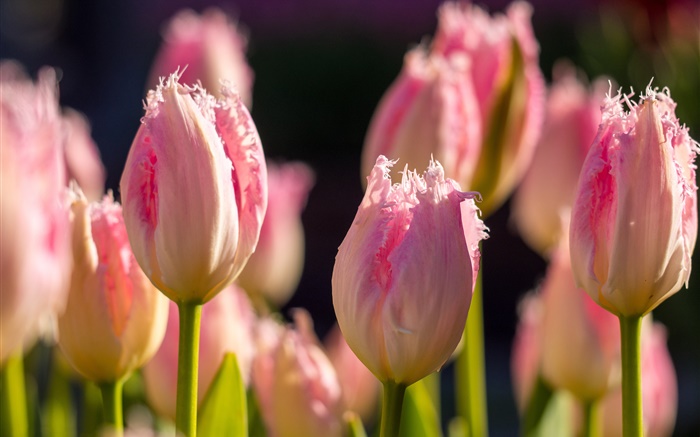 Розовые тюльпаны, цветы макросъемки, весна обои,s изображение