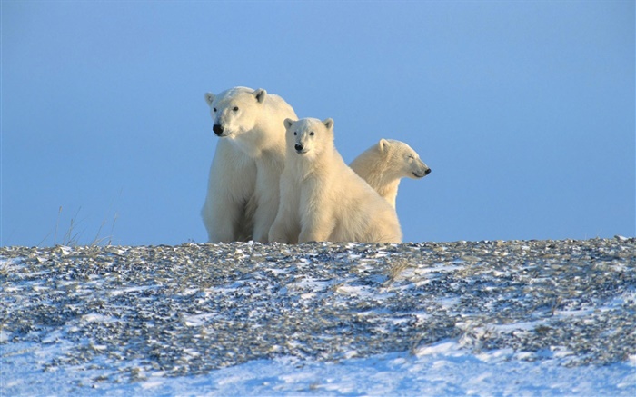 Белые медведи, синее небо обои,s изображение