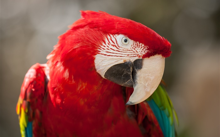 Красное перо попугай крупным планом обои,s изображение