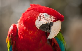 Красное перо попугай крупным планом HD обои