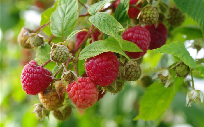 Красная малина, веточки, свежие ягоды обои,s изображение