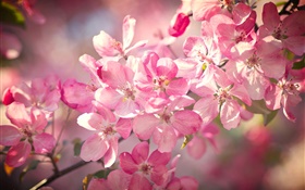 Весна, розовые цветы вишни, цветение, веточки HD обои