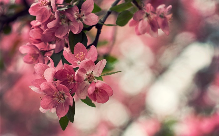 Весна, розовые цветы, дерево, боке обои,s изображение