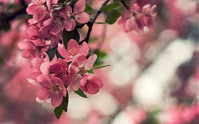 Весна, розовые цветы, дерево, боке HD обои