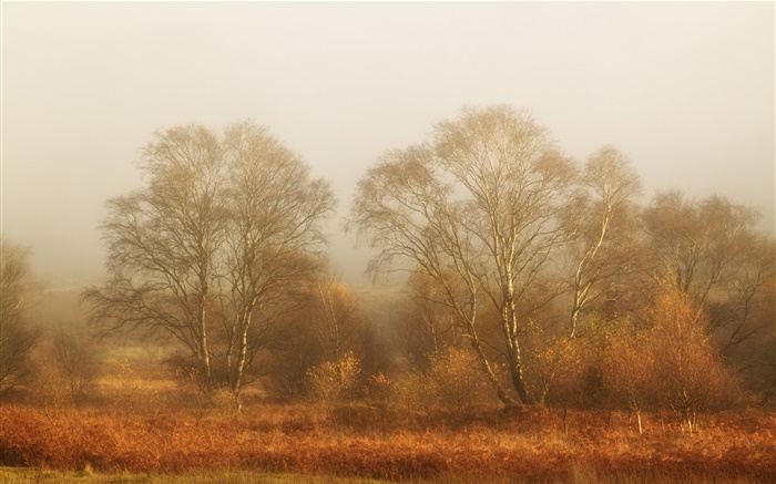 Деревья, осень, туман, утро обои,s изображение