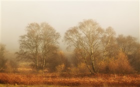 Деревья, осень, туман, утро HD обои