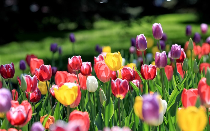 Тюльпаны сад, красные желтые фиолетовые розовые белые цветы обои,s изображение