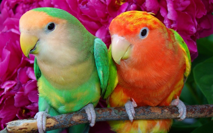 Два красочных перьев попугаев обои,s изображение