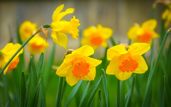 Желтые нарциссы цветы, лепестки обои,s изображение