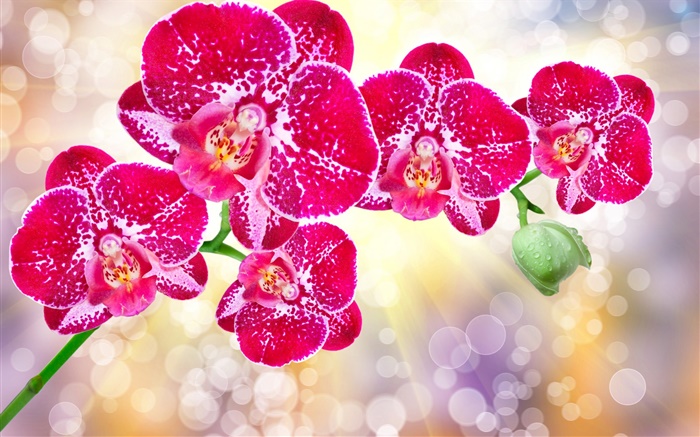 Красивые розовые цветы, фаленопсис обои,s изображение
