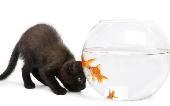Черная кошка и золотая рыбка обои,s изображение