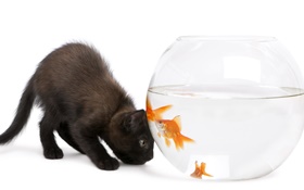 Черная кошка и золотая рыбка HD обои