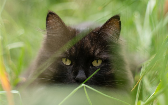 Черный кот лицо, трава, лето, размыто обои,s изображение
