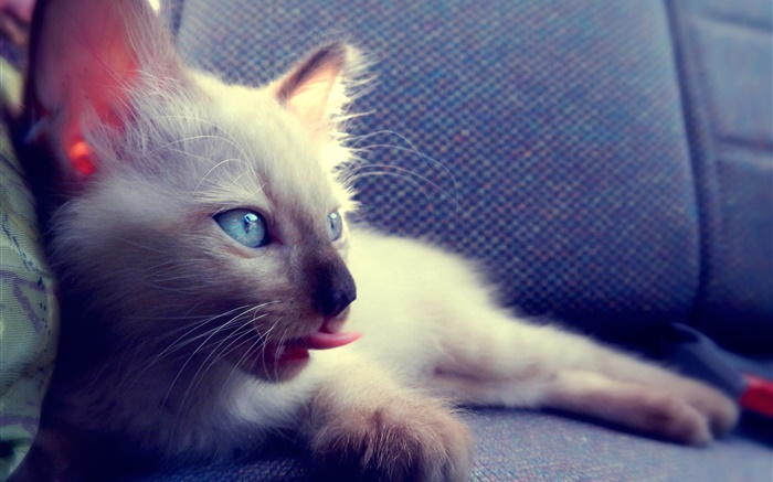 Голубые глаза кошки на стуле обои,s изображение