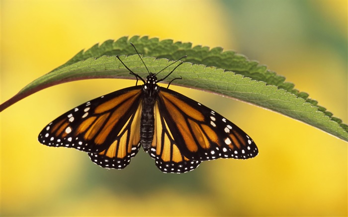 Бабочка, зеленый лист обои,s изображение