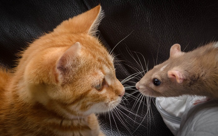 Кошка и мышь лицом к лицу обои,s изображение