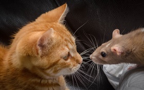 Кошка и мышь лицом к лицу HD обои