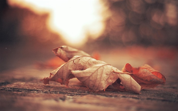 Сухие листья, дорога, осень обои,s изображение