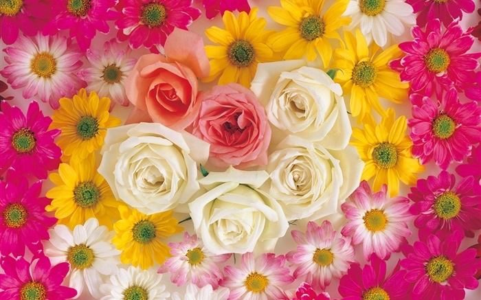Многие цветы, роза, ромашка обои,s изображение