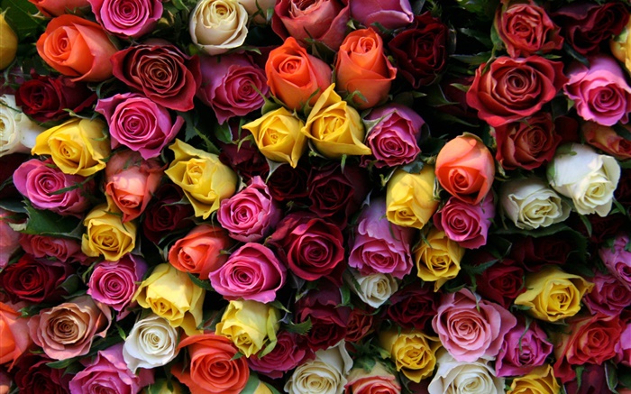 Многие розы цветы, различные цвета обои,s изображение