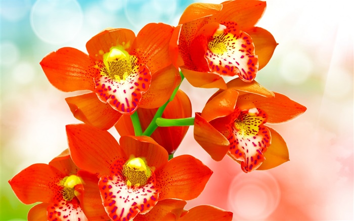 Оранжевые лепестки орхидеи обои,s изображение