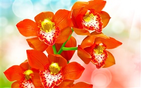 Оранжевые лепестки орхидеи HD обои