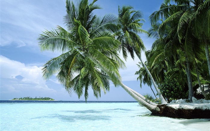 Пальмы, море, берег обои,s изображение