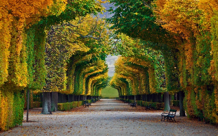Парк, деревья, дорога, скамейка, осень обои,s изображение